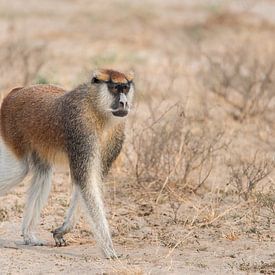 Patas monkey von Hans Sinke