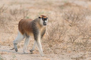 Patas monkey sur Hans Sinke