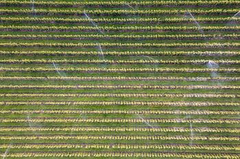 De fruitbomen worden besproeid