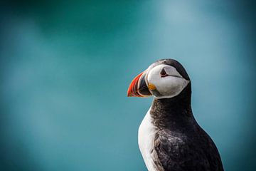 Puffin by Kim V