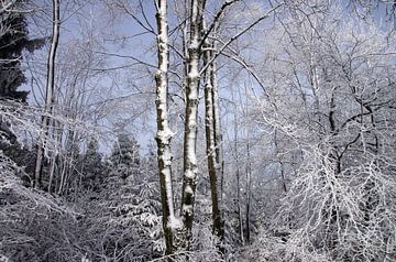 Winterlandschap en blauwe lucht van cuhle-fotos