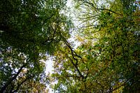 Green sky