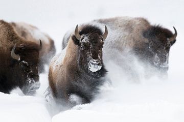 American Bisons ( Bison bison ) running through fresh powder snow van wunderbare Erde