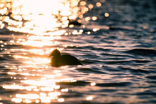 Blässhuhn im Lichtermeer der Abendsonne von Nicc Koch