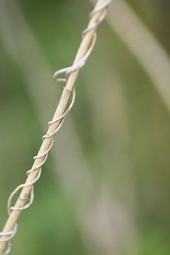 Twist van Vittoria Roitero-Maas