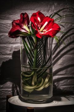 Amaryllis rouge sur Rob Boon