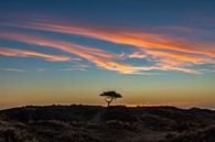 Der einsame Baum bei Sonnenaufgang von Marjolein van Roosmalen Miniaturansicht