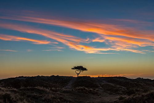 Het eenzame boompje tijdens de zonsopkomst
