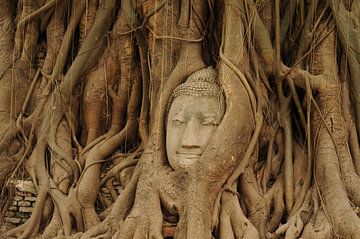 hidden buddha by wim verrijp