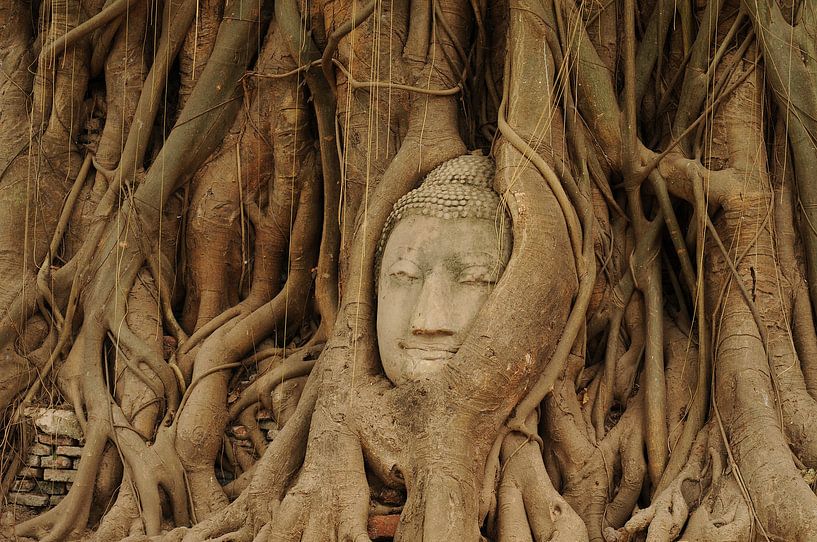 Bouddha caché par wim verrijp