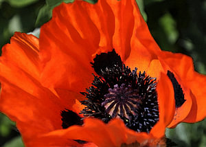 Mohnblumen 6