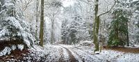 Panorama hivernal dans la forêt