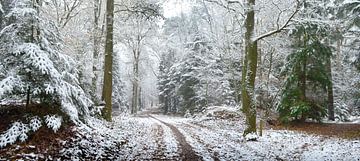 Winterpanorama im Wald von Corinne Welp