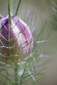 jungfer im grünen von fantasina