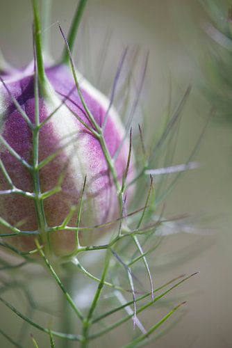 meisje in het groen van fantasina