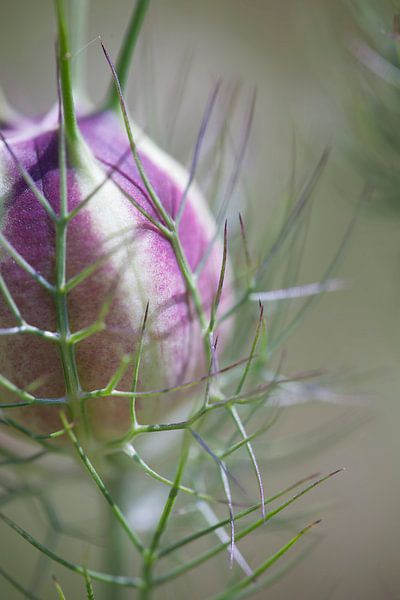 jungfer im grünen von fantasina