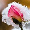 Rosenblüte im Schnee von Nicc Koch