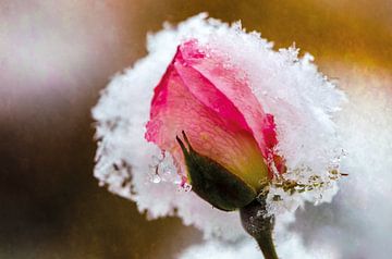 Rose blossom in the snow