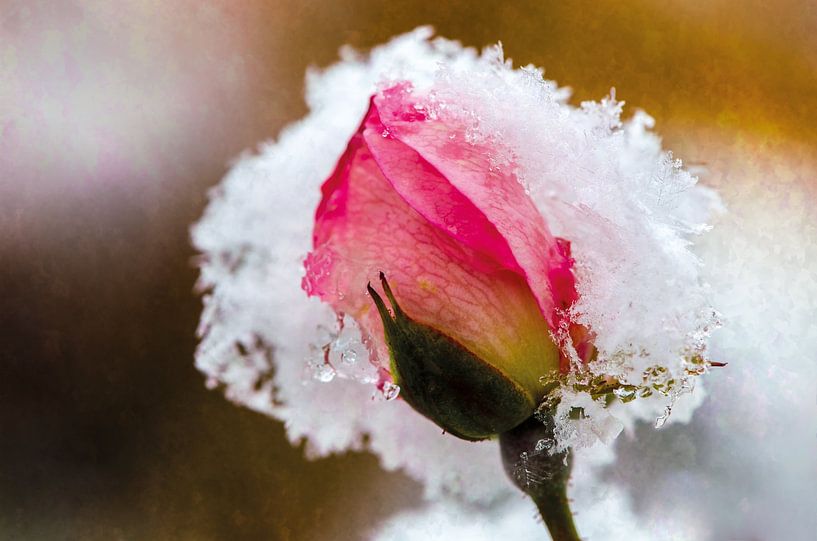 Rosenblüte im Schnee von Nicc Koch