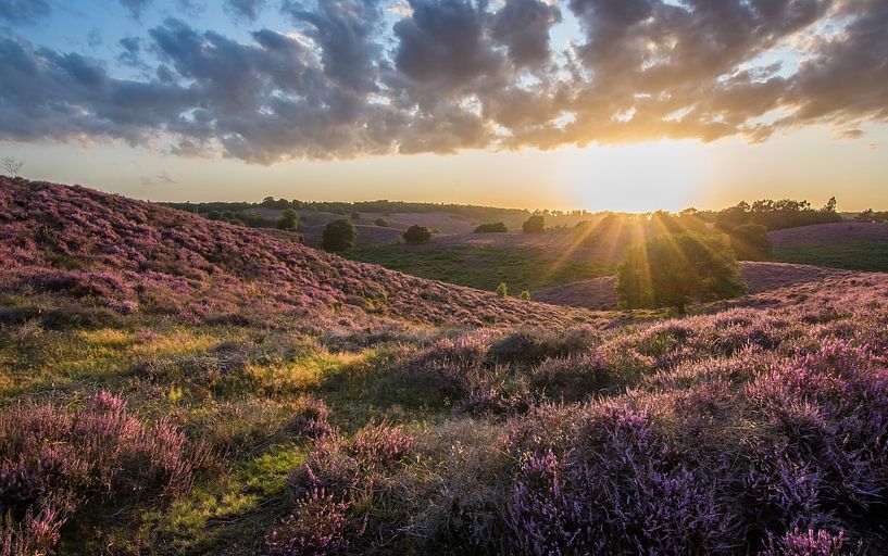 Purple Posbank by Danny Slijfer Natuurfotografie