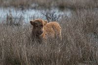 Verstopt in het gras