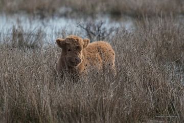 Hidden in the grass by Marc van Tilborg