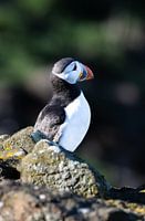 Puffin