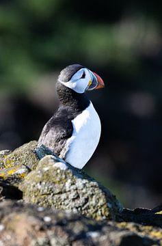 Puffin van Joy of Light Photography
