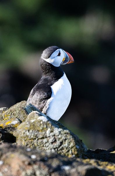 Puffin van Joy of Light Photography