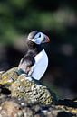 Puffin van Joy of Light Photography thumbnail