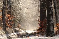 Magisch sneeuwportret