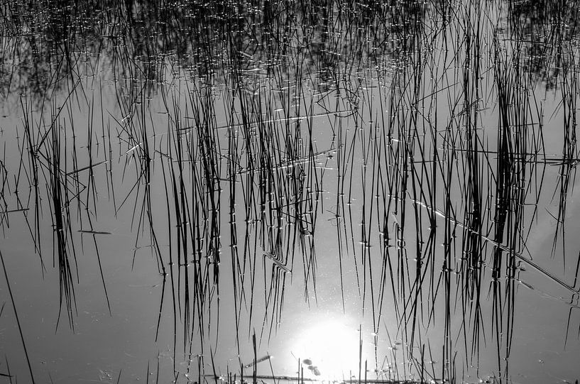 Reed in the water by Ans Bastiaanssen