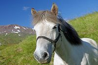 A real Icelander