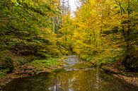 Golden autumn in the Kirnitzschtal/Saxon Switzerland by Holger Spieker thumbnail