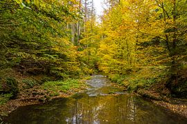 Goldener Herbst im Kirnitzschtal/Sächsische Schweiz