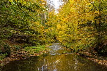 Gouden herfst in het Kirnitzschtal/Saksisch Zwitserland van Holger Spieker