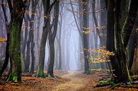 Mystical Forest van Rigo Meens thumbnail