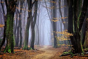 Mystical Forest von Rigo Meens