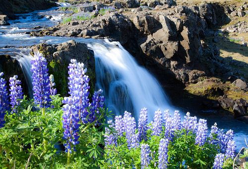 Blumen am Wasserfall