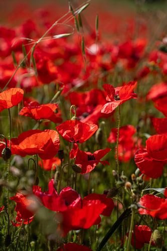 Poppy Field by Mirja van Dijk
