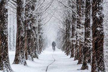 Spoor van Tiger Seo