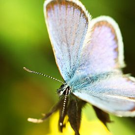Kleurrijke vlinder von Hendrik Vingerhoet