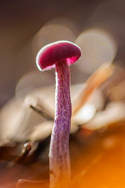 champignon par ton vogels
