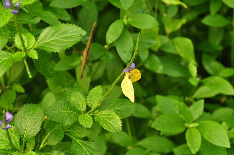 Butterfly vlinder by Diana Edwards