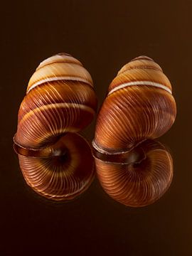 Warm brown tones: Not available, we are not at home by Marjolijn van den Berg