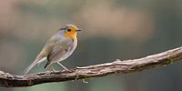 Robin on branch
