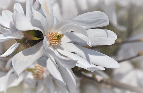 beautiful white star magnolia