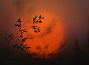 Sunset grass by Christl Deckx thumbnail