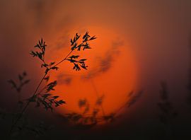 Sunset grass