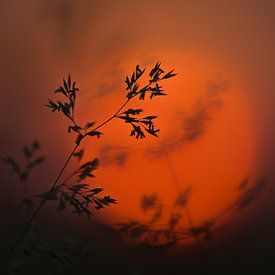 Sunset grass van Christl Deckx